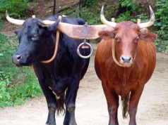 O Manda O Söğüt Dalına Nasıl Yuva Yapmış?