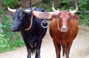 O Manda O Söğüt Dalına Nasıl Yuva Yapmış?