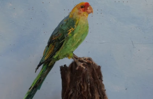 Papağan Olmayan Papağanın Hikayesi