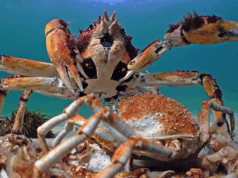 Yengeç Ordusu Koca Vatoz’u Nasıl Yendi?