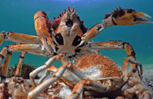 Yengeç Ordusu Koca Vatoz’u Nasıl Yendi?